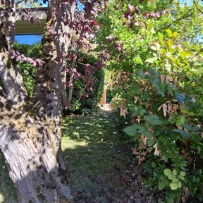 Bush Trimming by Jeanie's Lawn Service reviewed on November 18, 2025