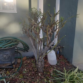 Bush Trimming by RSVP lawn maintenance reviewed on August 18, 2025