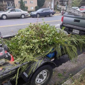 Bush Trimming by Creative Lawns LLC reviewed on October 24, 2025