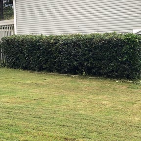 Bush Trimming by Deke's reviewed on August 17, 2025
