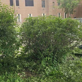 Bush Trimming by Love of Landscaping reviewed on August 20, 2025