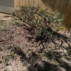 Bush Trimming by Mower and I reviewed on November 24, 2025