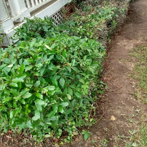 Bush Trimming by Two (2) Brothers llc reviewed on August 15, 2025