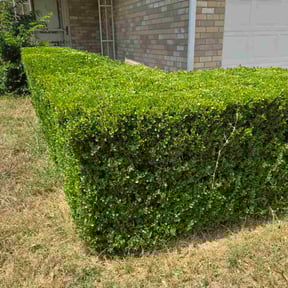 Bush Trimming by LaGrone Lawn &amp; Snow Service LLC reviewed on October 23, 2025