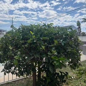 Bush Trimming by Mr. Century Lawn care &amp; Snow Removal reviewed on August 29, 2026