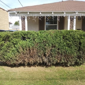 Bush Trimming by Shortleaf Co. reviewed on August 18, 2025