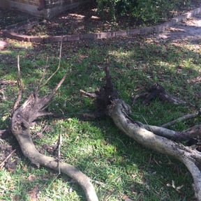 Bush Trimming by Home team maintenance reviewed on August 27, 2024