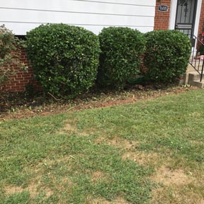 Bush Trimming by Sbm reviewed on August 17, 2025