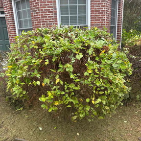 Bush Trimming by Trevor Hall reviewed on October 19, 2025