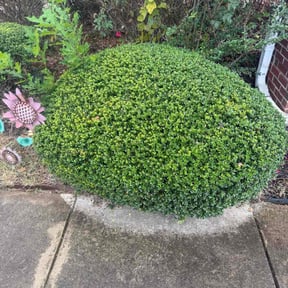 Bush Trimming by BNK Home Improvements &amp; Landscaping LLC reviewed on October 18, 2025