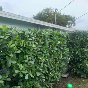 Bush Trimming by Wichi landscaping reviewed on March 16, 2026