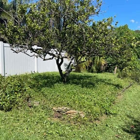 Bush Trimming by Lawn Care reviewed on November 23, 2025