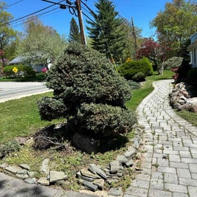 Bush Trimming by T&J Lawncare reviewed on August 19, 2025