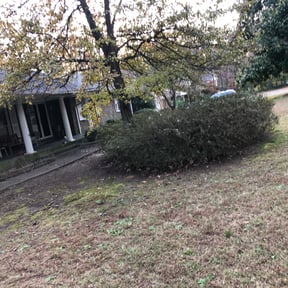 Bush Trimming by Optimal Landscaping  reviewed on January 19, 2023