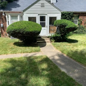 Bush Trimming by Clear Cut Lawn and Landscape reviewed on August 18, 2025
