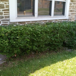 Bush Trimming by Yard Genie reviewed on August 14, 2025