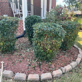 Bush Trimming by Meridian Management Group LLC reviewed on November 10, 2025