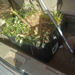 Flower Bed Weeding by ZKZ Landscape &amp; Design reviewed on October 24, 2025