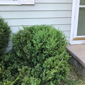 Bush Trimming by WIP 66 LLC reviewed on August 21, 2025