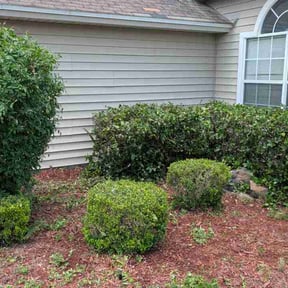 Bush Trimming by Front yard cowboy reviewed on June 4, 2026