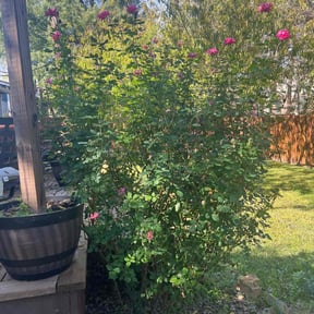Bush Trimming by Hughes inc. reviewed on August 17, 2025