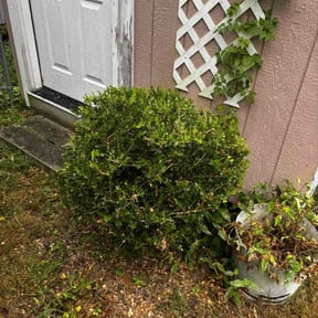 Bush Trimming by Mower man reviewed on December 2, 2025