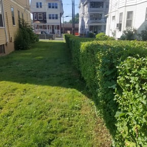 Bush Trimming by Family Greenscape a reviewed on August 14, 2025