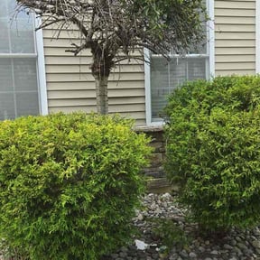 Bush Trimming by Hernández landscape reviewed on July 20, 2026