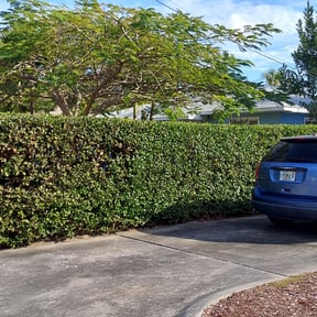 Bush Trimming by ASAIC Mowing Service LLC reviewed on August 13, 2025