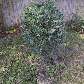 Bush Trimming by JP Landscape  reviewed on May 1, 2024