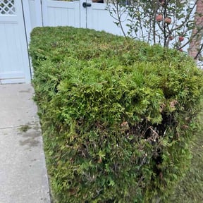Bush Trimming by Landons Lawn Care reviewed on November 18, 2025