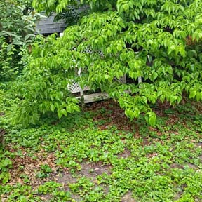 Leaf Removal by Lawns by Hennessey reviewed on June 2, 2026
