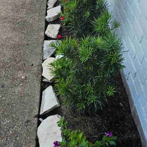 Flower Bed Weeding by Hall Right!!! reviewed on July 20, 2026