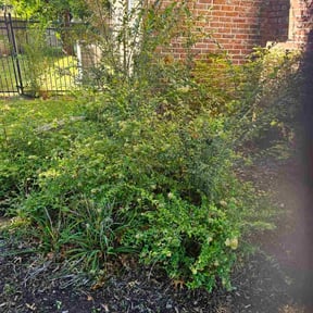 Flower Bed Weeding by Long Logistics Services LLC reviewed on November 24, 2025