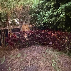 Bush Trimming by Sosa&#039;s Lawn Care &amp; Design LLC reviewed on August 3, 2025