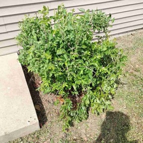 Bush Trimming by Croc Landscape Corp reviewed on April 3, 2026