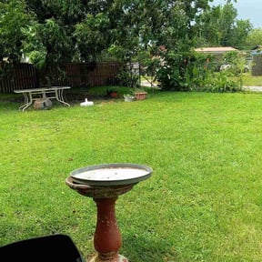 Bush Trimming by Green Earth Lawn and snow LLC reviewed on July 24, 2026