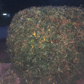 Bush Trimming by Linares Lawn Care reviewed on August 19, 2025