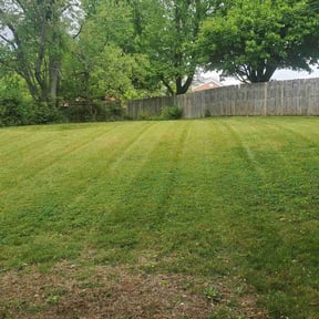 lawn maintenance by All Trim Lawn Services, Inc. reviewed on February 8, 2024