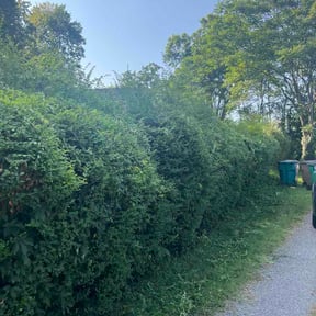 Bush Trimming by 4 seasons lawn and landscaping reviewed on July 15, 2026