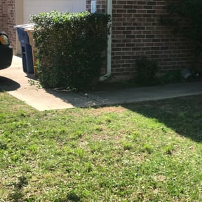 Bush Trimming by George Islas reviewed on March 30, 2024