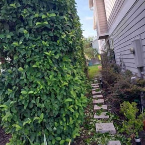 Bush Trimming by NRB LAWN CARE LLC reviewed on August 18, 2025