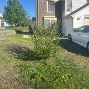 Bush Trimming by Lawn and Labor Services reviewed on August 18, 2025