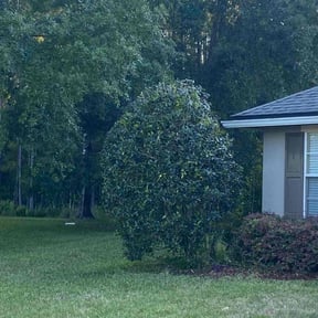 Bush Trimming by 121Successful solutions reviewed on August 20, 2025