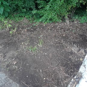 Bush Trimming by Mowing on reviewed on August 18, 2025