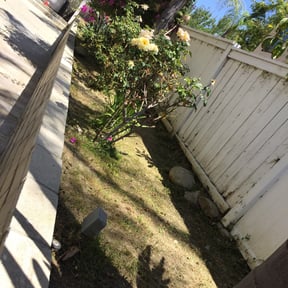 Flower Bed Weeding by Patriot Lawn Services reviewed on August 16, 2025