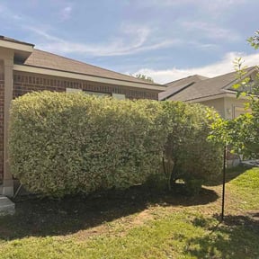 Bush Trimming by DMH Properties LLC reviewed on June 3, 2026
