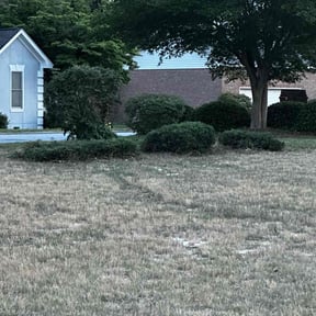 Bush Trimming by Greg's Landscaping reviewed on August 17, 2025