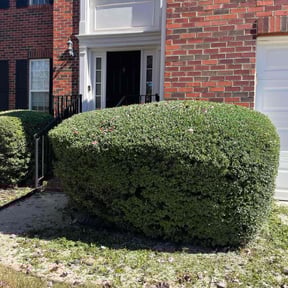 Bush Trimming by Kls Services reviewed on May 30, 2025