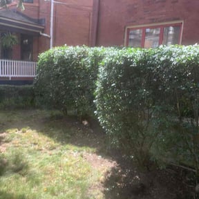 Bush Trimming by NRB Landscape Services reviewed on August 15, 2025